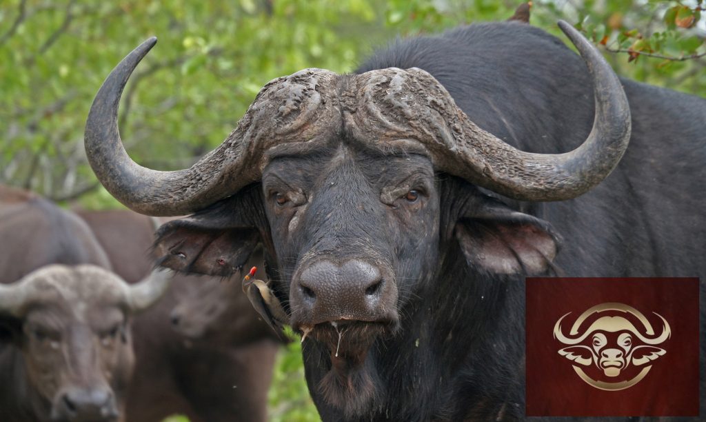 Ab Steyn Safaris